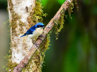 Fawn-breasted Tanager on tree branch in Ecuador