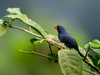 Slate-colored Grosbeak on tree branch against green background