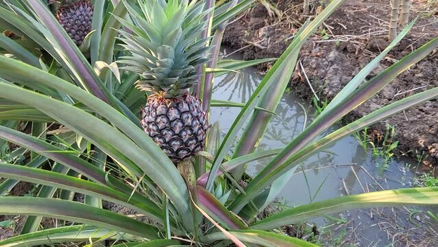 pineapple fruit plantation field, farm land, Indonesia.