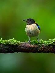 Golden-collared Honeycreeper on mossy stick on green background