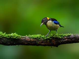 Obraz premium Golden-collared Honeycreeper on mossy stick on green background
