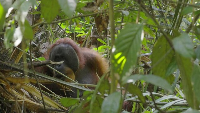 a close view of an adult male orangutan eating a rattan palm in the rainforest of gunung leuser national park on sumatra, indonesia
