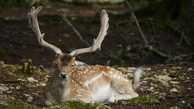 Fallow deer in natural environment. Male and female in the background. Deer Dama dama. Vision Park in Auberive region, France. Slow motion