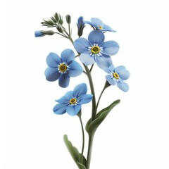 forget me not flower isolated on white background