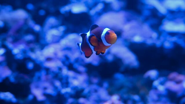 Nemo fish, Anemone colorful fish in tank with coral reef. Salted water small aquarium of sea animal. Under the sea life of marine exotic speicies. 4k super slow motion 120 fps cinematic raw video