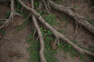 tree roots in the forest