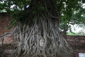 tree swallowing head of buddha 