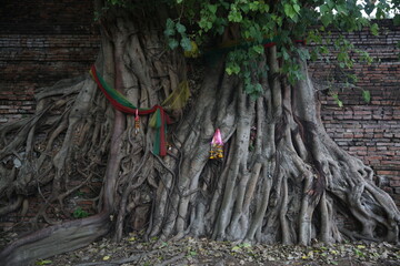holly roots of tree