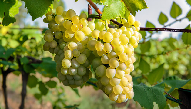 Vine and bunch of white grapes in garden. high-quality photo