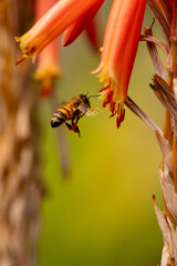 Closeup of honey bee after rain