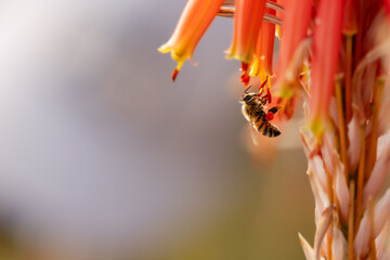 Closeup of honey bee after rain