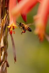 Closeup of honey bee after rain
