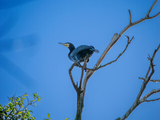木の上から周囲を見回すカワウくん