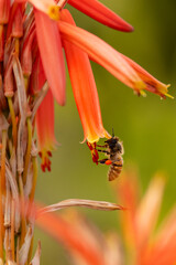 Closeup of honey bee after rain