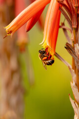 Closeup of honey bee after rain