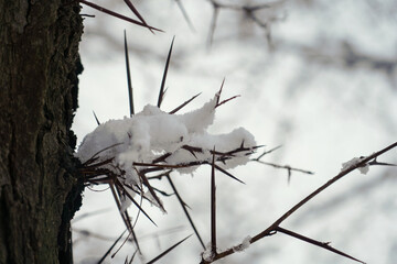 protection system of a tree. the thorns of a tree covered with snow. detail.