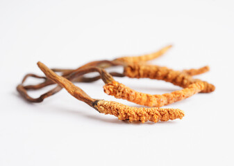 Cordyceps sinensis or Ophiocordyceps sinensis isolated on white background, mushroom herb treatment medicine..