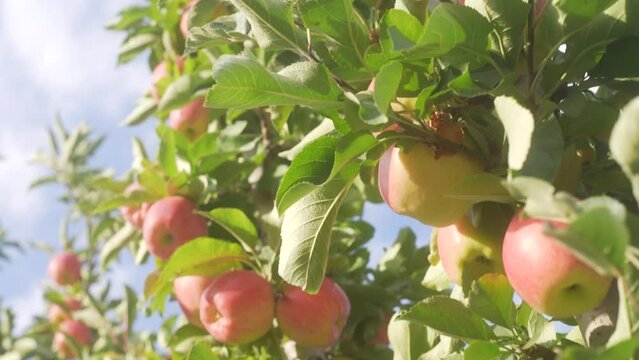 Close up shot of apple tree with apples and green leaf moving in the wind in the afternoon sun