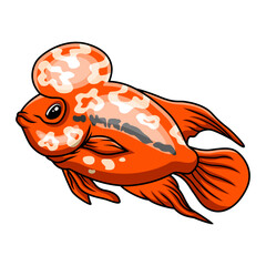 cute louhan fish a swimming - 715222946