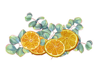 Orange slices with eucalyptus sprigs. Juicy citrus slices, green leaves. Silver dollar plants, tangerine. Watercolor illustration for poster, package, cosmetic design © Masha_tolk_art