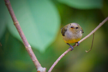 orange-bellied flowerpecker (Dicaeum trigonostigma)