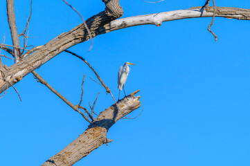 A Great Heron perched in a tree at Point Mouille State Game Area, near Rockwood, Michigan.