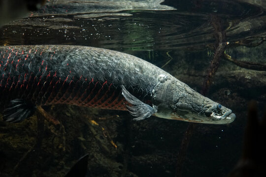 Pirarucu (Arapaima gigas) fish in the Ecuador Rain Forest section of Aquarium. Underwater shot of Arapaima Gigas.