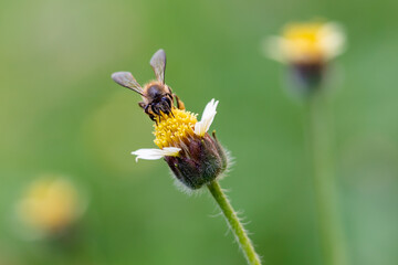 Close up of the bee taking honey from the yellow flower