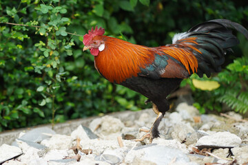 Colourful country side rooster with green leaves background.
