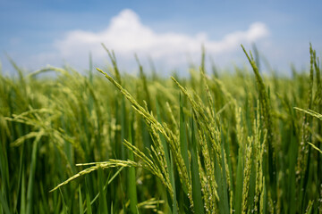 Obraz premium Rice (Oryza sativa) plant close up. Paddy field close up.