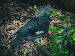 Victoria Crowned Pigeon
