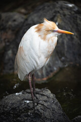 Cattle egret
