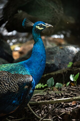 Fototapeta premium Peacock
