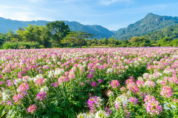 Beautiful colorful spider flowers blossom in the flower field and big mountain.