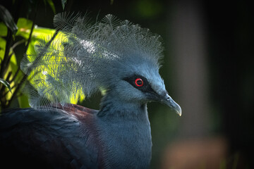 Victoria Crowned Pigeon