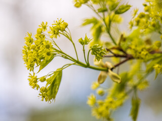 Fresh maple leaves with flowers and seeds