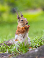 Close-up Portrait of Squirrel. Squirrel eats a nut while sitting in green grass.