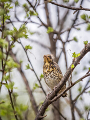 A fieldfare chick, Turdus pilaris, has left the nest and is sitting on a branch. A chick of fieldfare sitting and waiting for a parent on a branch.