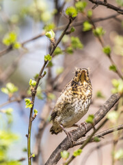 A fieldfare chick, Turdus pilaris, has left the nest and is sitting on a branch. A chick of...