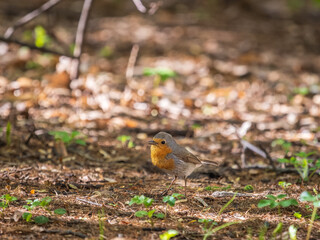 European Robin, Erithacus rubecula, song bird sits on ground in the spring forest or park