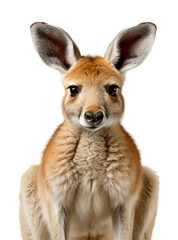 close up portrait of kangaroo animal with transparent background, generative ai