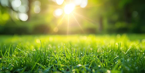 Fototapeten close up green grass and sunlight background © santima