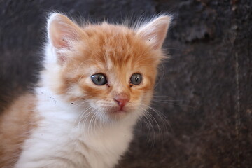 Baby cat Tabby diluted among ruins, ashes, and debris
