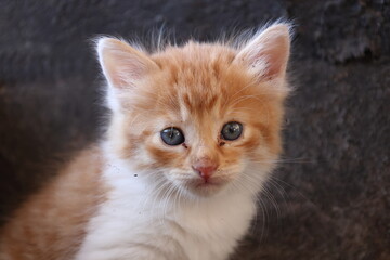 Baby cat Tabby diluted among ruins, ashes, and debris
