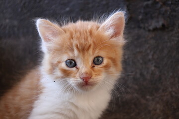 Baby cat Tabby diluted among ruins, ashes, and debris
