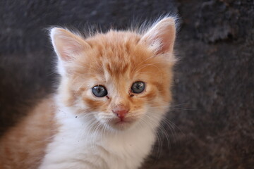 Baby cat Tabby diluted among ruins, ashes, and debris
