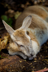 Sleeping kangaroo