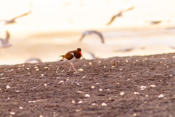 seabird in the Arica and Parinacota region