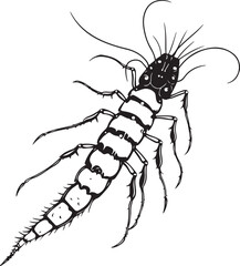 House centipede