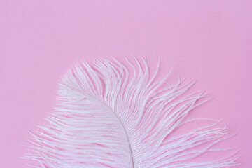 White fluffy ostrich feather close up on pastel pink background with copy space for text, bird...